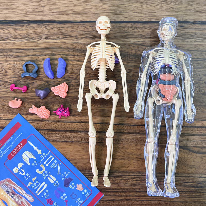3D Human Skeleton Organ Anatom - Model Kit Fantasy 评论和价格