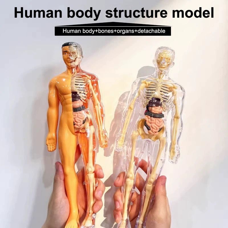 3D Human Skeleton Organ Anatom - Model Kit Fantasy 评论和价格