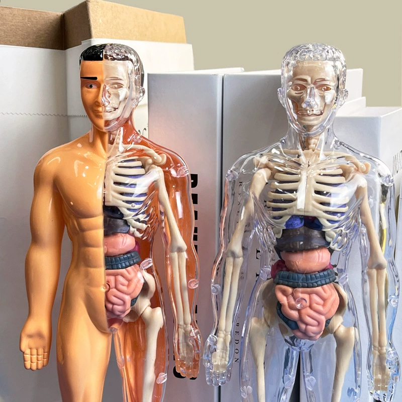 3D Human Skeleton Organ Anatom - Model Kit Fantasy 评论和价格