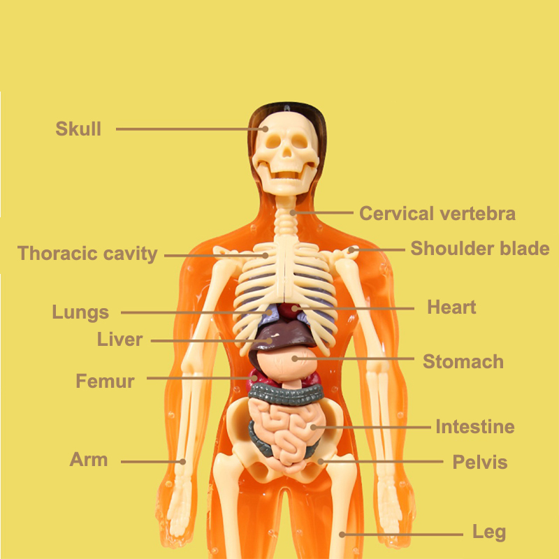3D Human Skeleton Organ Anatom - Model Kit Fantasy 评论和价格
